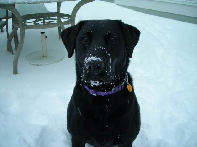 Is there a Lab that does not like snow?