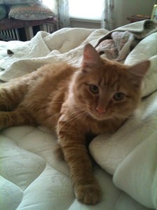 Our newest family member...