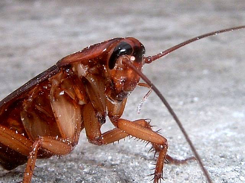 The American Cockroach