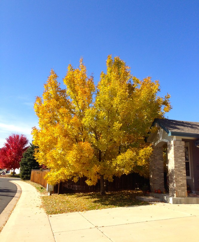 Autumn leaves with the backdrop of a clear blue sky. 
