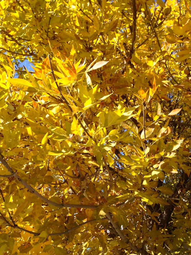 yellow leaves