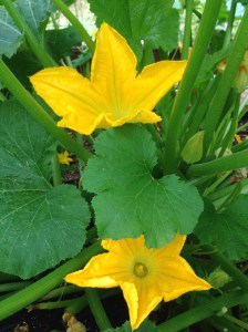 Zucchini Flowers...