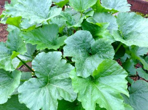My very happy zucchini plant...