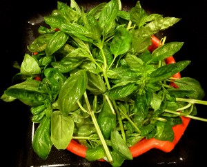 Basil Leaves