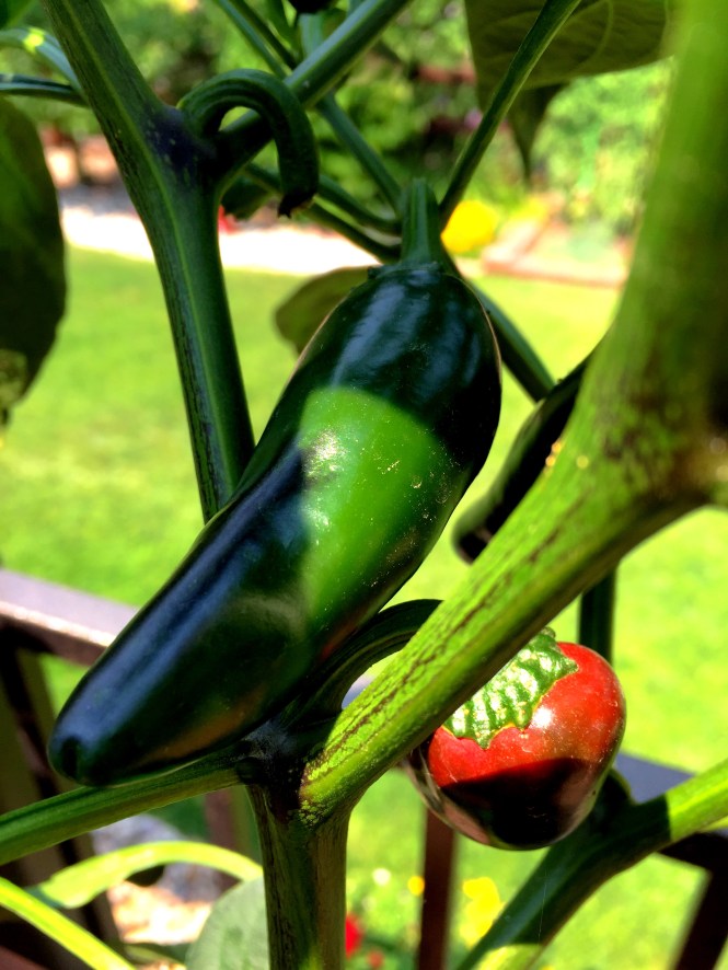 My Jalapeño Plant