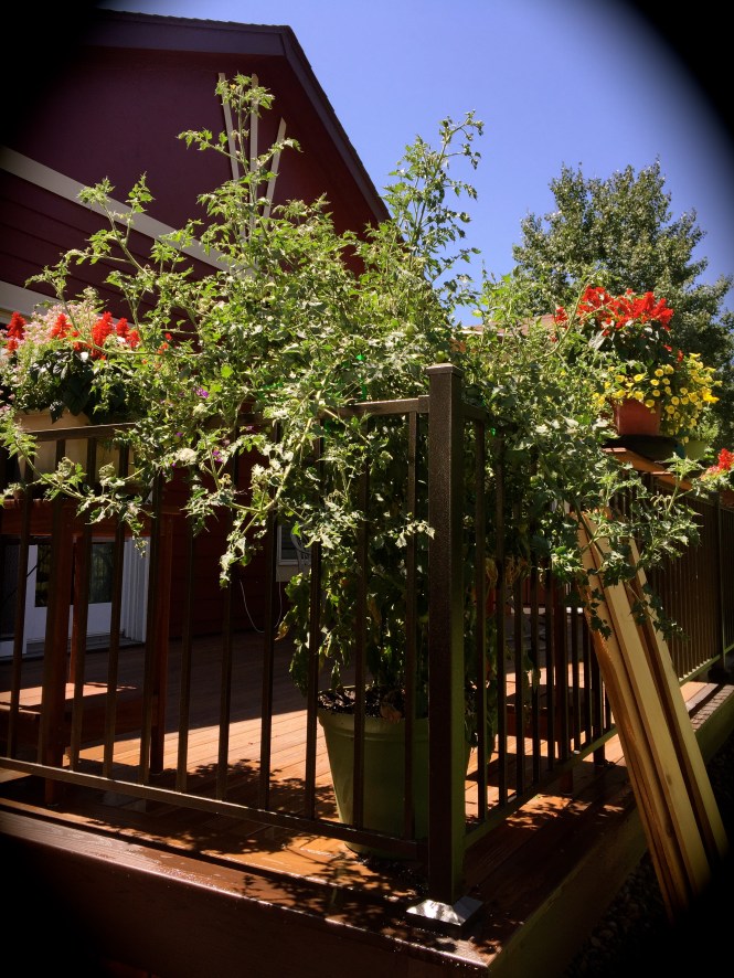 The Tomato Plant That Ate New York