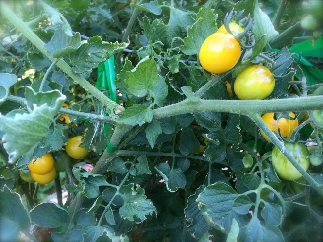 Yellow Grape Tomatoes